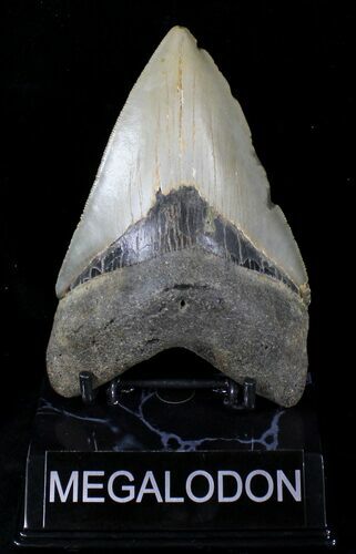 Serrated Megalodon Tooth - North Carolina #21651